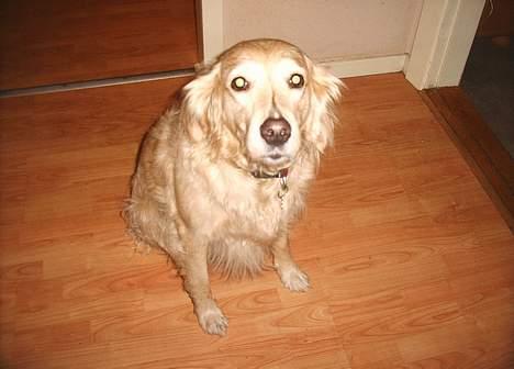 Blanding af racer Muddi #DØD# billede 1