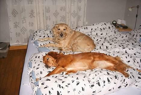 Blanding af racer Muddi #DØD# billede 2