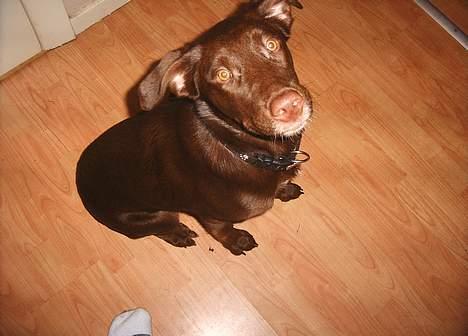 Blanding af racer Molly billede 1