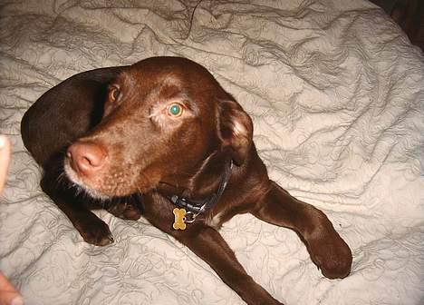 Blanding af racer Molly billede 2