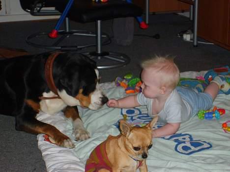 Grosser schweizer sennenhund Bella - Hva` er det du har der ??? billede 12