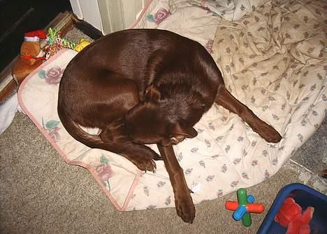 Blanding af racer Molly billede 3