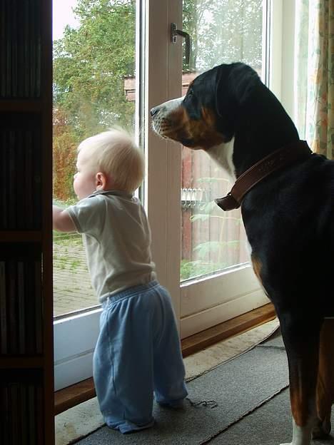 Grosser schweizer sennenhund Bella - venter på far billede 13