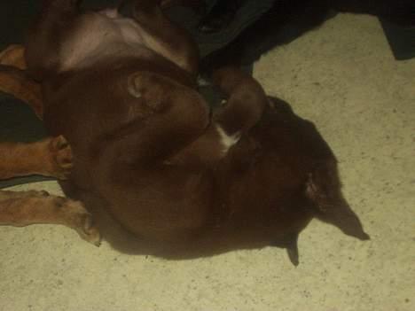 Blanding af racer Molly billede 4