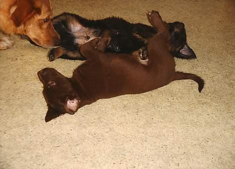 Blanding af racer Molly billede 5