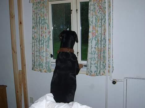 Grosser schweizer sennenhund Bella - mon der kommer nogen ?? billede 14