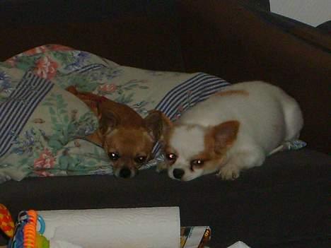 Chihuahua Puma (død) billede 6