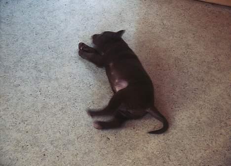 Blanding af racer Molly billede 6