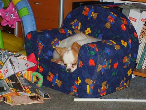 Chihuahua Puma (død) billede 7