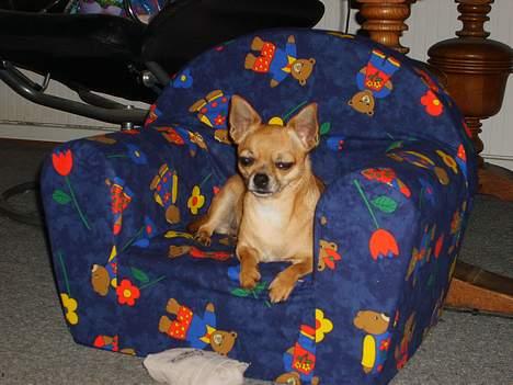 Chihuahua zessa billede 9