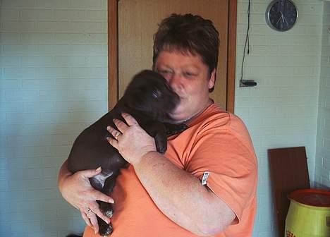 Blanding af racer Molly billede 7