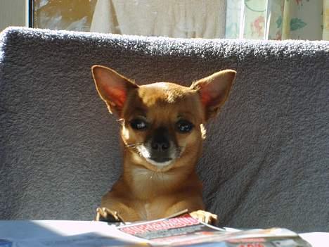 Chihuahua zessa - hva` skal jeg ikke have en tallerken ???? billede 11