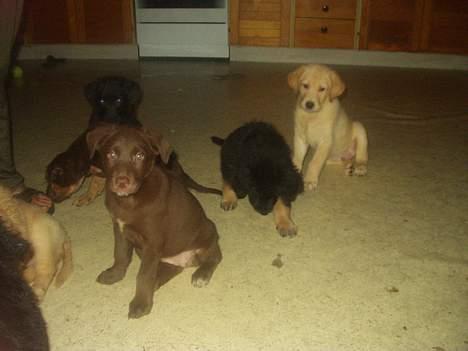 Blanding af racer Molly billede 8