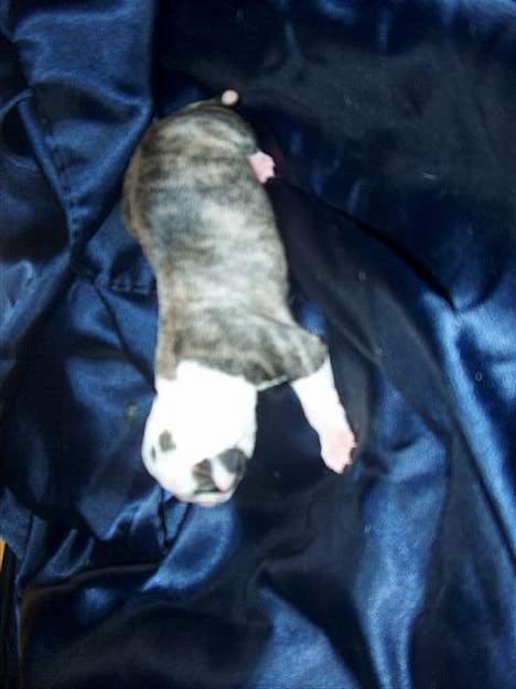 Amerikansk bulldog Østergaard Rocky - en uge gammel billede 2