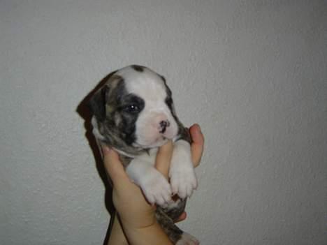 Amerikansk bulldog Østergaard Rocky - er jeg ikke bare nuttet?? billede 3