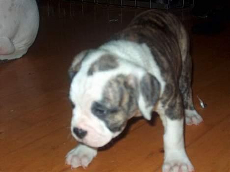Amerikansk bulldog Østergaard Rocky - det er squ glaaaat (6 uger) billede 4