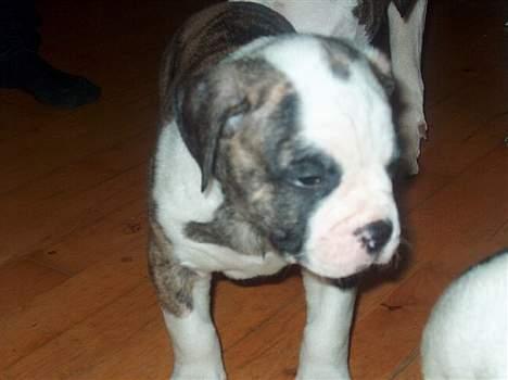 Amerikansk bulldog Østergaard Rocky - mor hvor er  maden henne??  billede 5