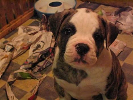 Amerikansk bulldog Østergaard Rocky - hva er der? vil du mig noget?? billede 6