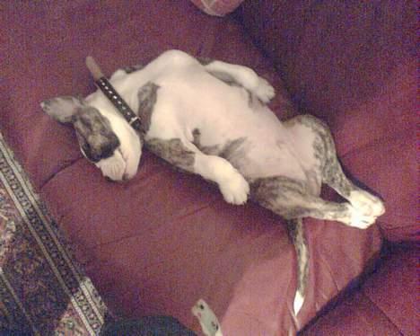 Amerikansk bulldog Østergaard Rocky - man kan squ ikke sove i det her hus billede 7