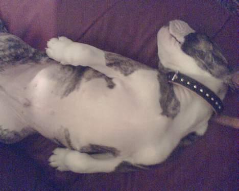 Amerikansk bulldog Østergaard Rocky - hellere ikke sådan (10 uger) billede 8