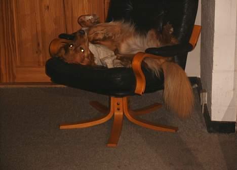 Blanding af racer Dina billede 6