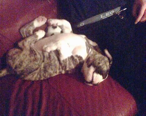 Amerikansk bulldog Østergaard Rocky - måske sådan?? jahh endelig billede 9