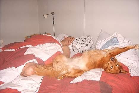 Blanding af racer Dina billede 7