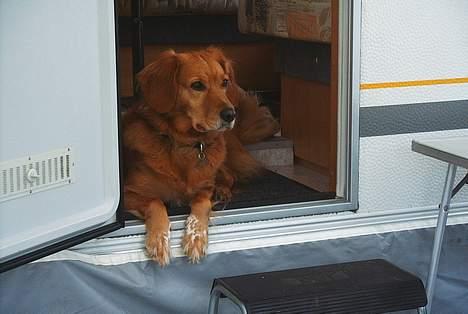 Blanding af racer Dina billede 8