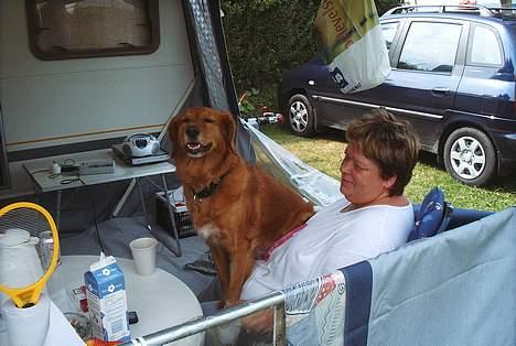 Blanding af racer Dina billede 9