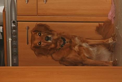 Blanding af racer Dina billede 10