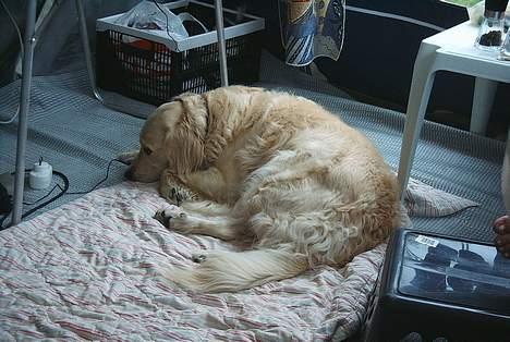 Blanding af racer Muddi #DØD# billede 5