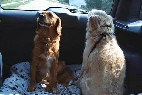 Blanding af racer Muddi #DØD# billede 6