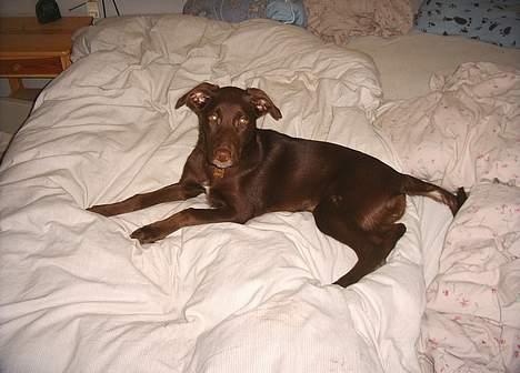 Blanding af racer Molly billede 9