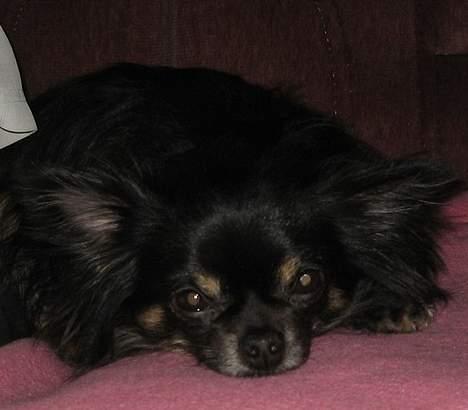 Chihuahua Pjuske   - Juleaften  - nøøøøøj, hvor er jeg bare træt...... billede 17