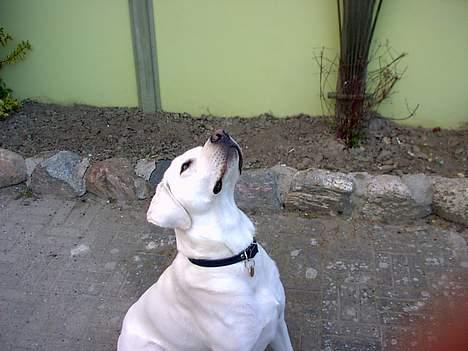 Labrador retriever Simon *Aflivet* billede 1
