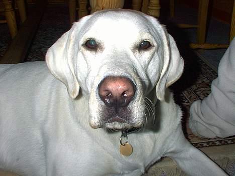 Labrador retriever Simon *Aflivet* billede 2