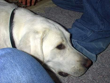 Labrador retriever Simon *Aflivet* billede 3