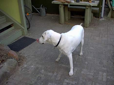 Labrador retriever Simon *Aflivet* billede 4