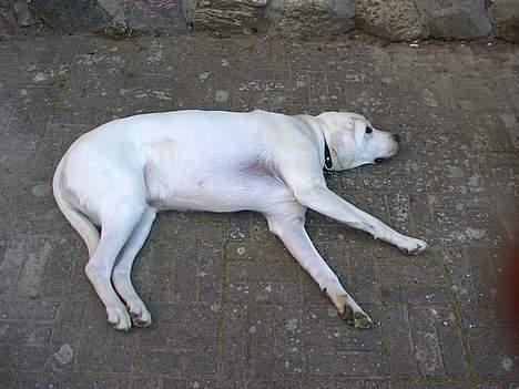 Labrador retriever Simon *Aflivet* billede 5