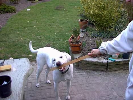 Labrador retriever Simon *Aflivet* billede 6