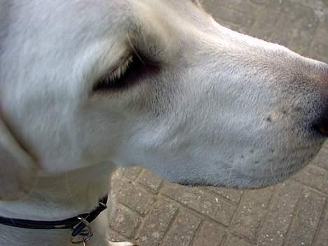 Labrador retriever Simon *Aflivet* billede 7