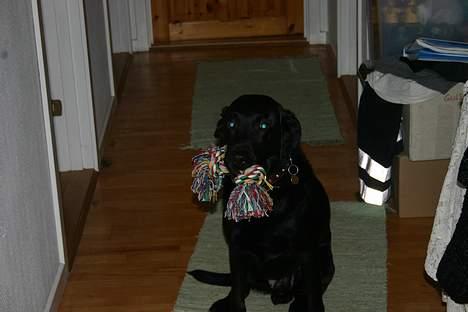 Labrador retriever Silas * R.I.P. * - Hej med jer alle sammen , Vil i smage min snor ? Vov vov <33 billede 2