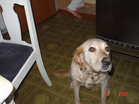 Blanding af racer Trunte - Her sidder hun bare og kigger op, som I kan se, ligner hun skyggen af sig selv. Men hun er alligevel en glad hund. billede 4