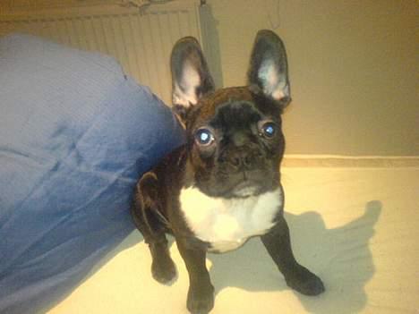 Fransk bulldog Rocky - R.I.P :'( <3 - Her er han blevet lidt ældre, 7 mdr. heeh billede 11