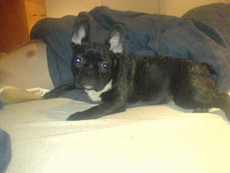 Fransk bulldog Rocky - R.I.P :'( <3 - Mmmm mor og fars seng er deeejlig billede 12