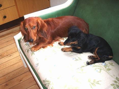 Dværggravhund Kuksi billede 17