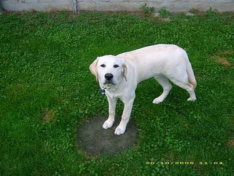 Labrador retriever Bonzo billede 17