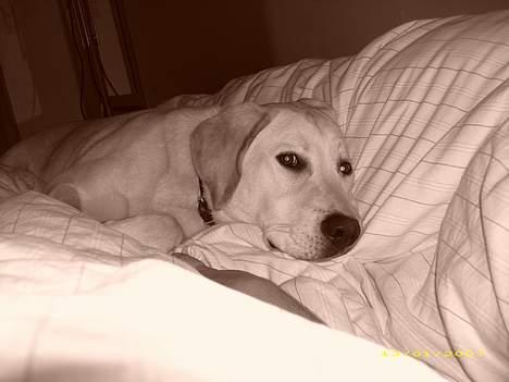 Labrador retriever Bonzo billede 18