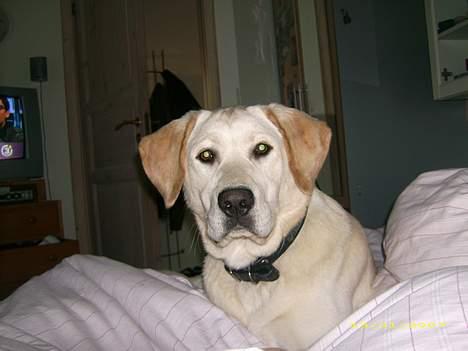 Labrador retriever Bonzo billede 19