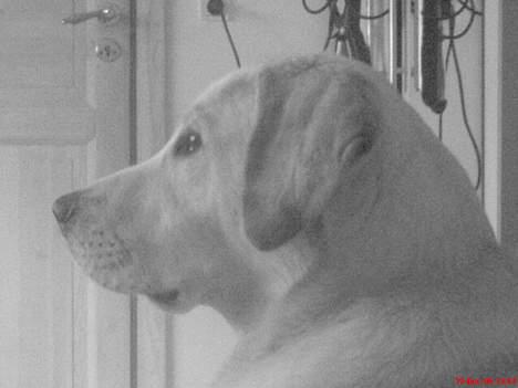 Labrador retriever Bonzo billede 20